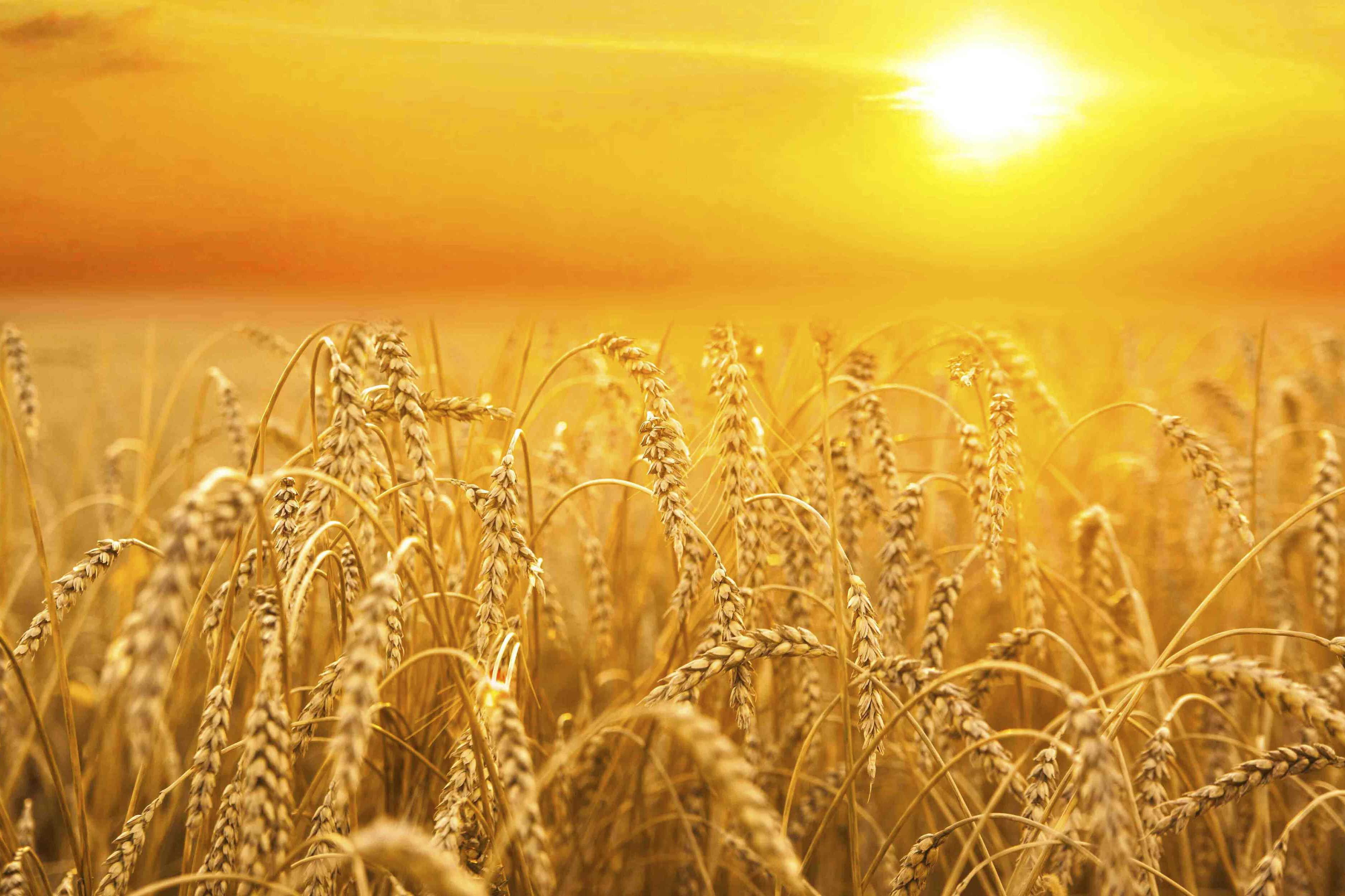cropped-tpc_harvest.jpg